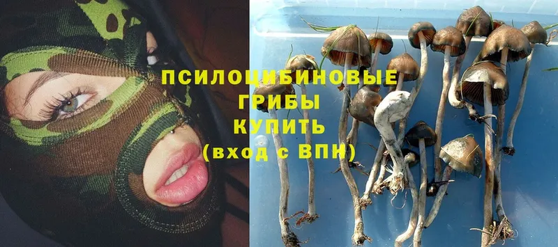 где продают   Урюпинск  Псилоцибиновые грибы Psilocybine cubensis 